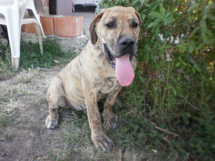 paco 4 luni - 18 arad paco mascul dogo canario are 4 luni