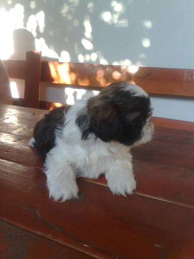 Imagine3316 - shih-tzu catei de vanzare