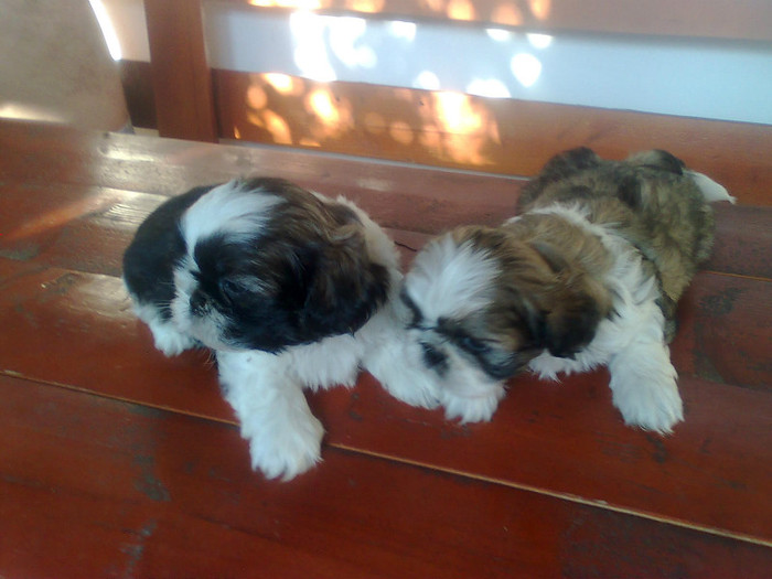 Imagine3317 - shih-tzu catei de vanzare