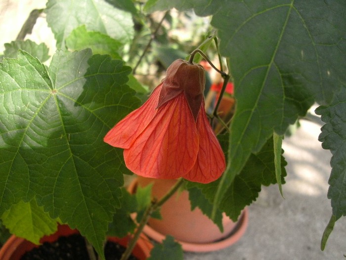 Abutilon - Florile mele 2010-2011