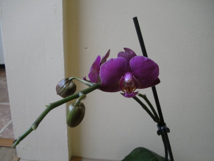 Reinflorita - Phalaenopsis