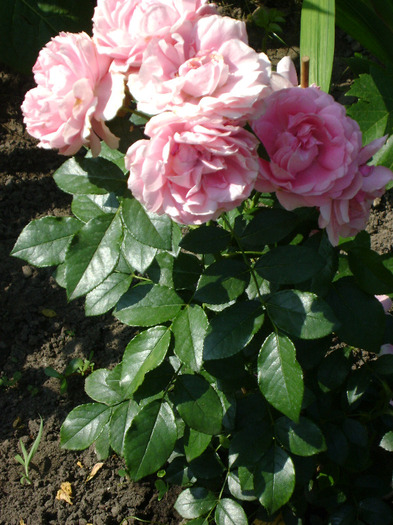 DSC04821 - trandafiri -rozsak 2011