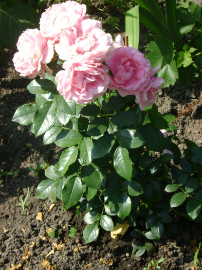 DSC04822 - trandafiri -rozsak 2011