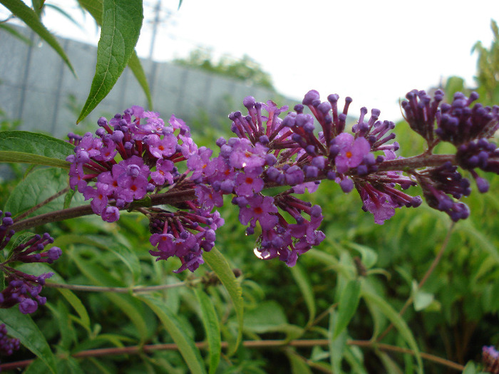 Buddleja davidii Purple (2011, Jul.03) - Buddleja Purple