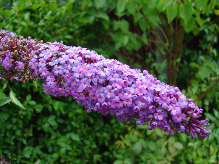 Buddleja davidii Purple (2011, Jul.03) - Buddleja Purple