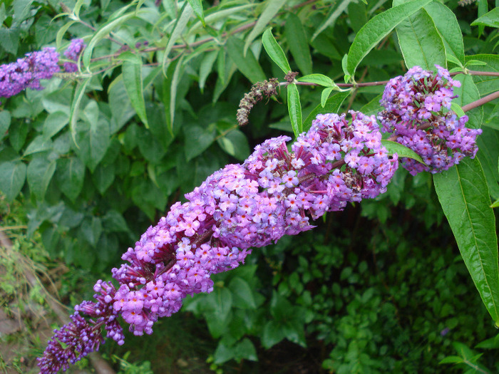 Buddleja davidii Purple (2011, Jul.03)