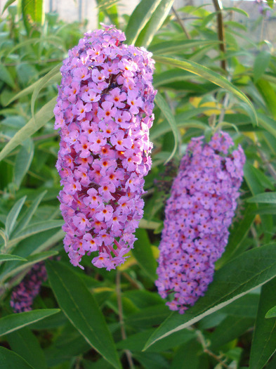 Buddleja davidii Purple (2011, Jul.10) Buddleja davidii Purple (2011, Jul.10)