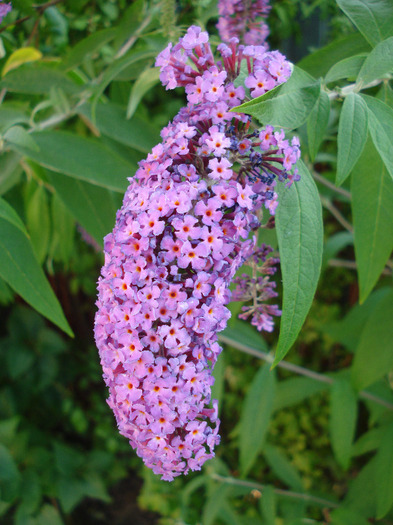 Buddleja davidii Purple (2011, Jul.10) - Buddleja Purple