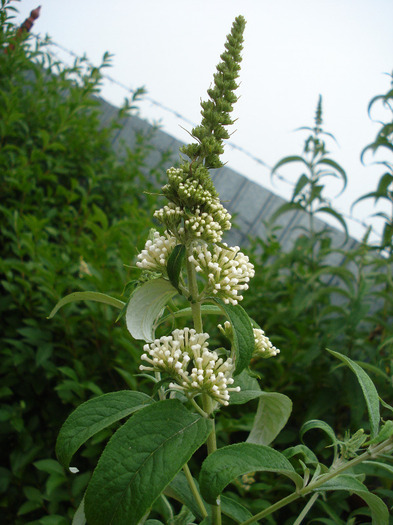 Buddleja davidii White Ball, 01jul2011 - Buddleja White Ball