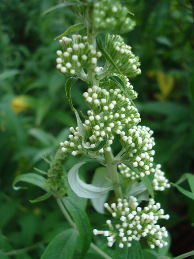 Buddleja davidii White Ball, 01jul2011 - Buddleja White Ball