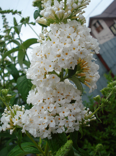 Buddleja davidii White Ball, 03jul2011 - Buddleja White Ball