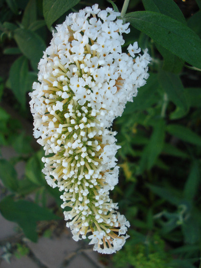 Buddleja davidii White Ball, 14jul2011