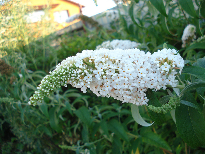 Buddleja davidii White Ball, 14jul2011