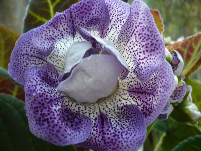 Koketka blue