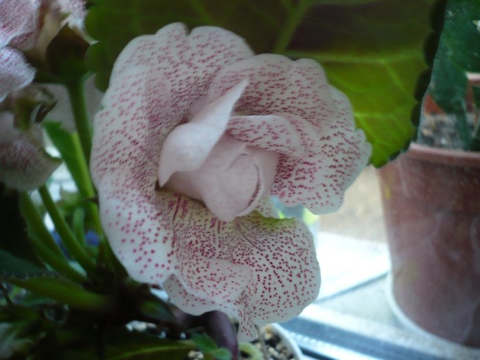 Koketka pink - zzz-GLOXINIA SI MINISININGIA 2011-iesite din colectie