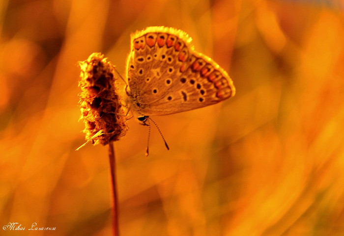 Butterfly in gold - Animalutele mele