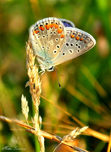 polyommatus icarus - Animalutele mele
