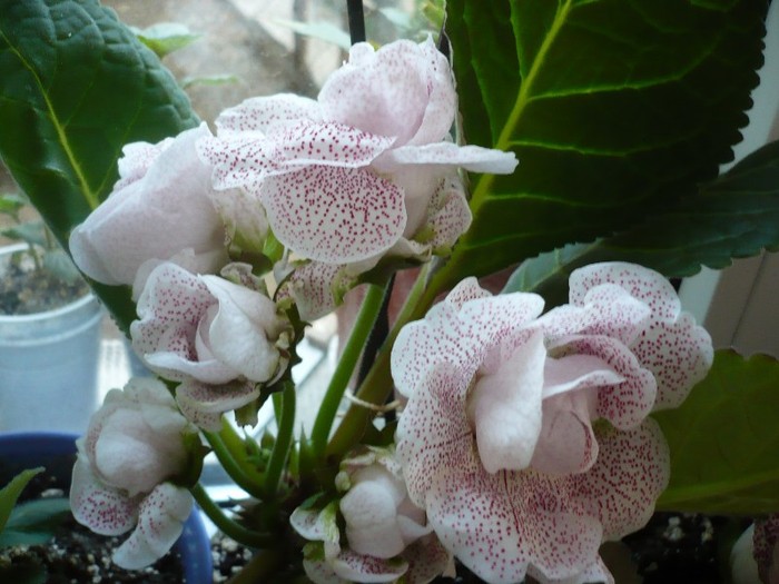 Koketka pink