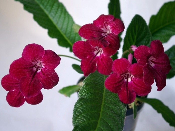 SG107384 - Streptocarpus