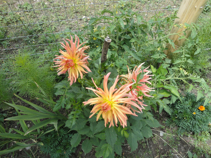 Dalie zburlita