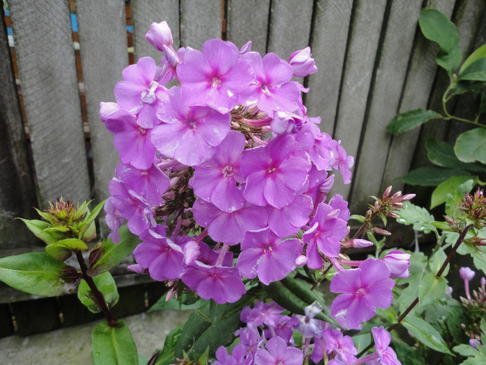 Phlox 'Purple Flame'