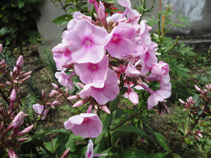 Phlox roz(poate Flamingo??)