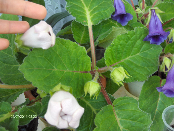 Denumire latina: sinningia=gloxinia - gloxinii 2011