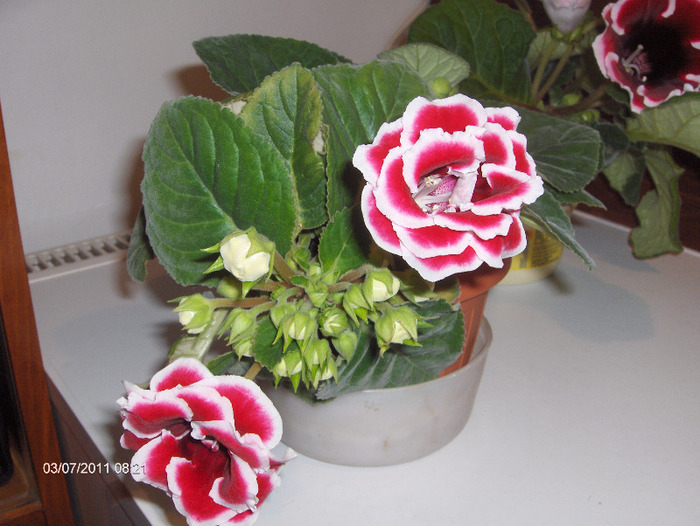 Denumire latina: sinningia=gloxinia