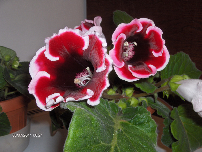 Denumire latina: sinningia=gloxinia - gloxinii 2011