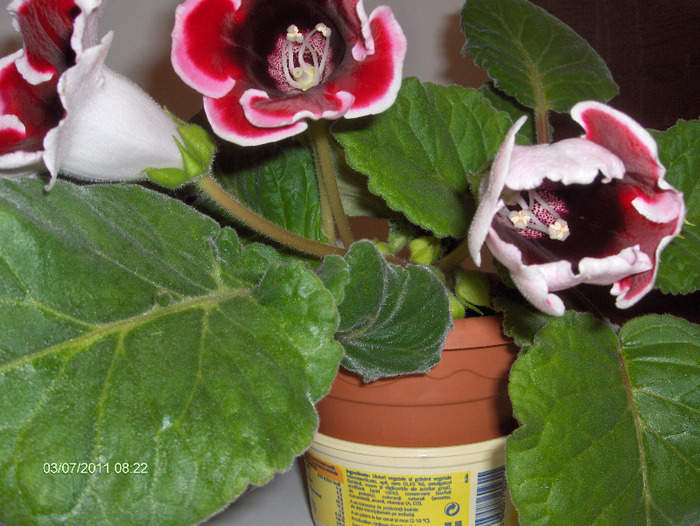 Denumire latina: sinningia=gloxinia - gloxinii 2011