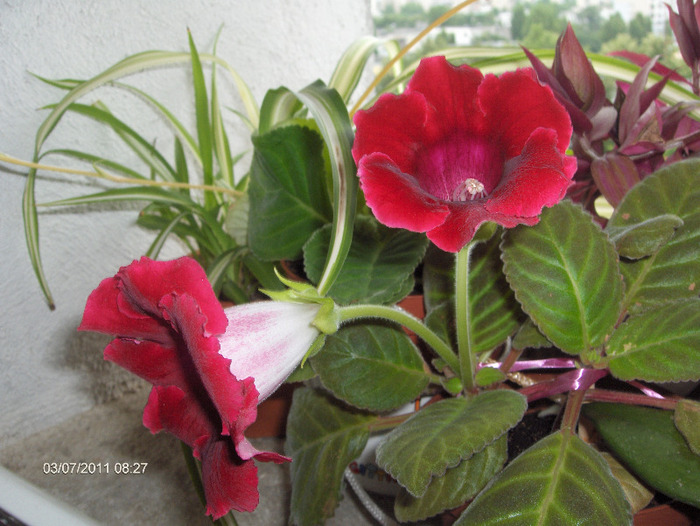 Denumire latina: sinningia=gloxinia