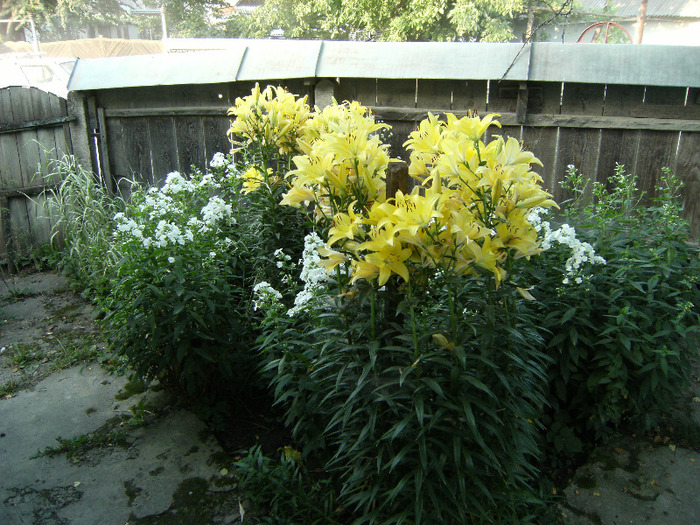 15 iul 2011 - vegetatia 2011