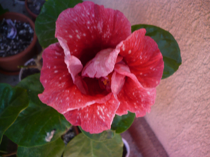P1080813