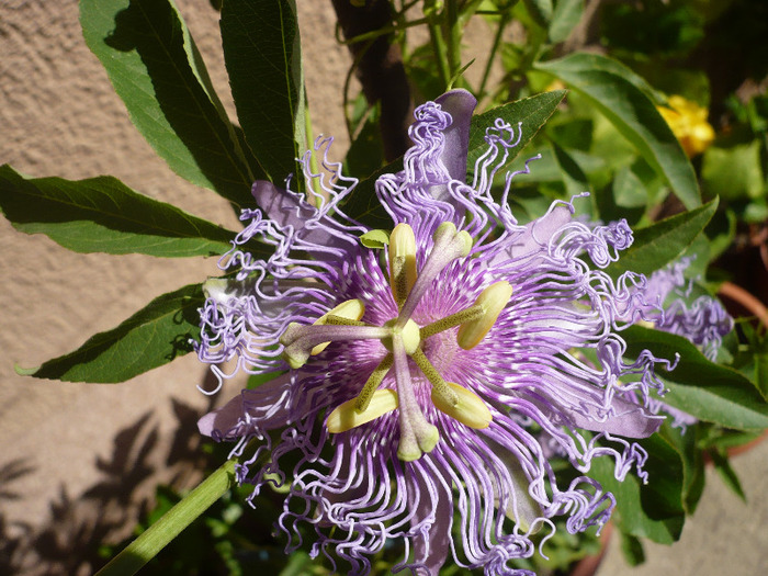 P1080829 - zzz-PASSIFLORA-iesite din colectie