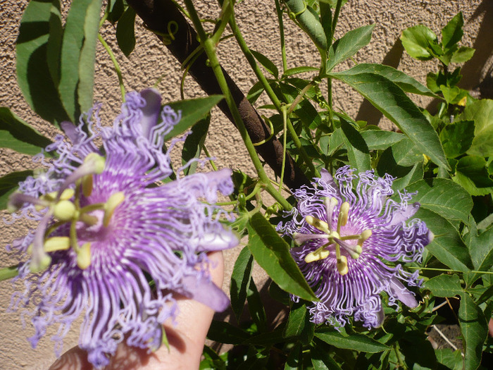 P1080830 - zzz-PASSIFLORA-iesite din colectie