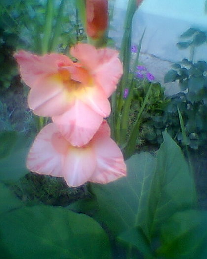 Fotogr.0132 - gladiole