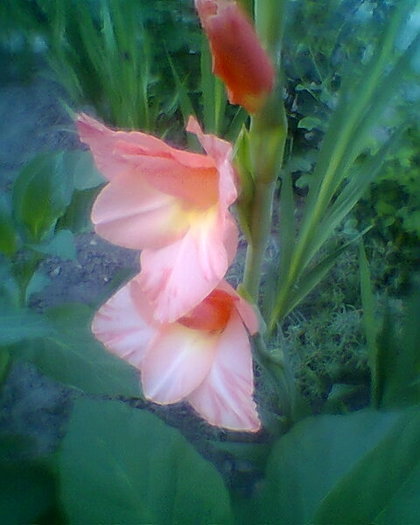 Fotogr.0133 - gladiole