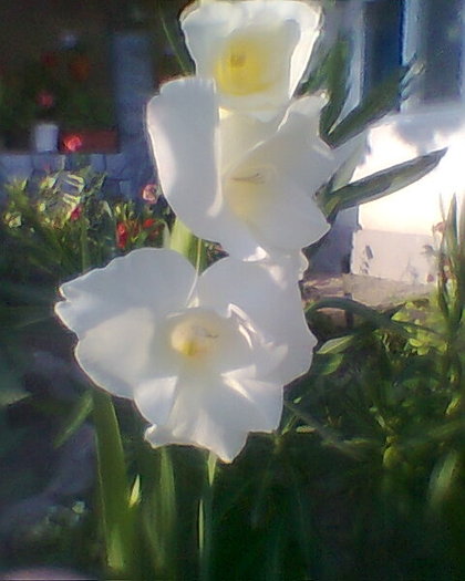 Fotogr.0150 - gladiole