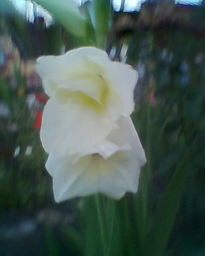 Fotogr.0177 - gladiole