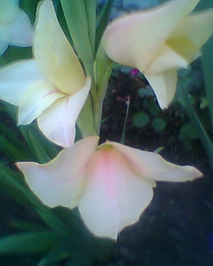 Fotogr.0178 - gladiole