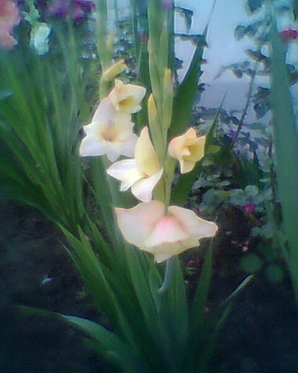 Fotogr.0180 - gladiole