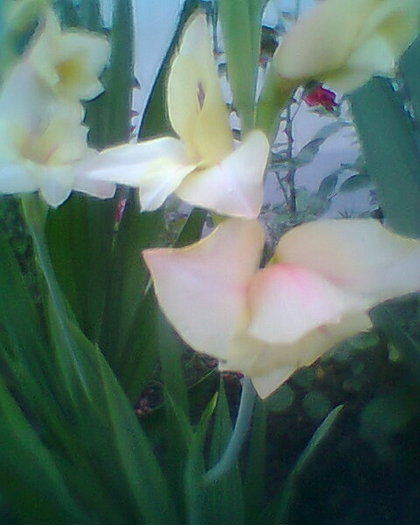 Fotogr.0181 - gladiole