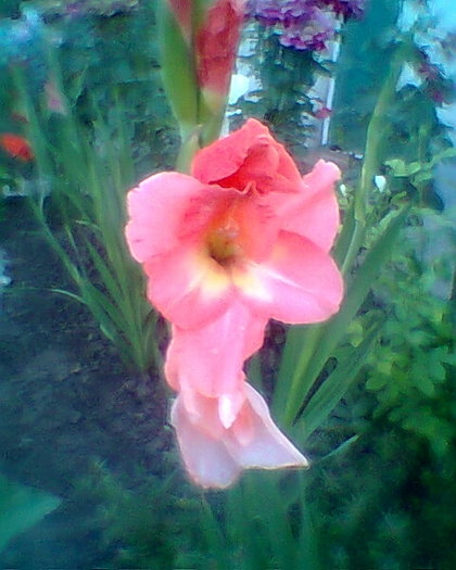 gladiola roza - gladiole