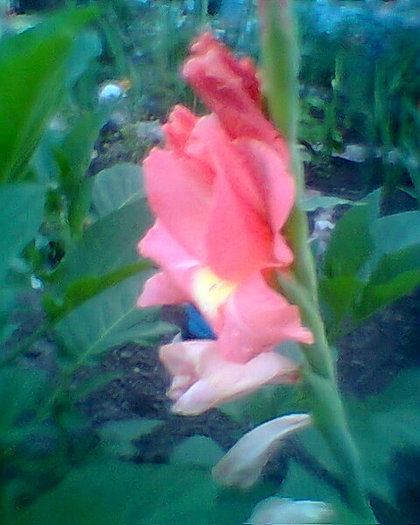 Fotogr.0183 - gladiole