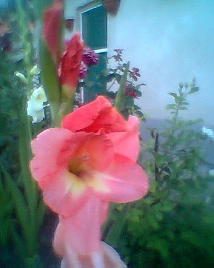 Fotogr.0184 - gladiole