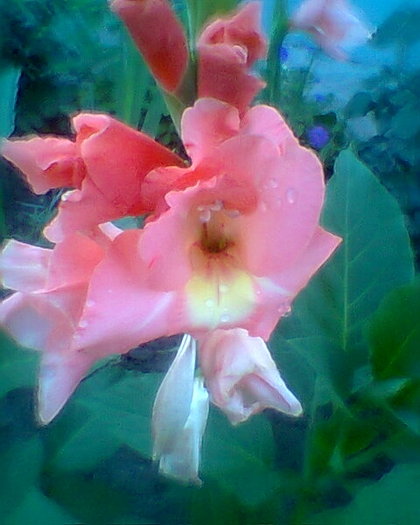 Fotogr.0185 - gladiole