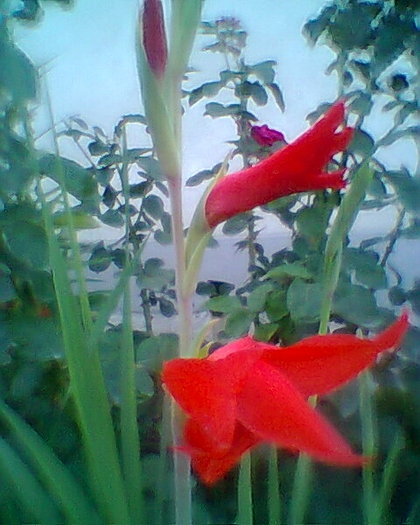rosie - gladiole