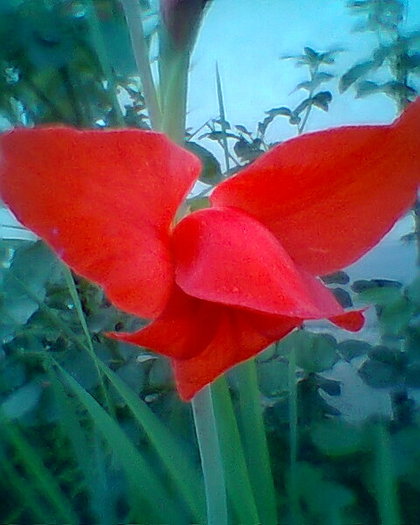 Fotogr.0187 - gladiole