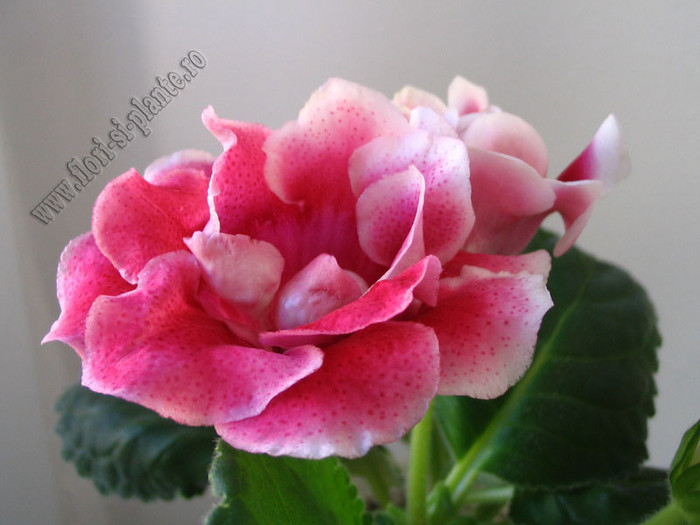 Gloxinia Rokoko Pink 1 - GLOXINIA _ SINNINGIA