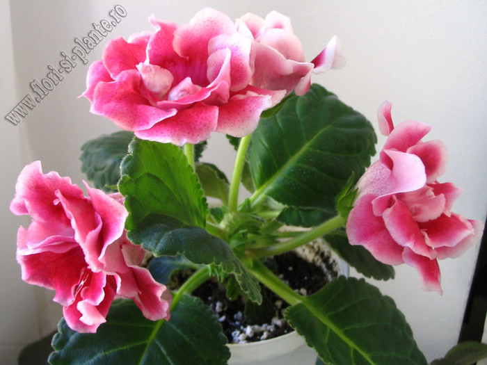 Gloxinia Rokoko Pink 2 - GLOXINIA _ SINNINGIA